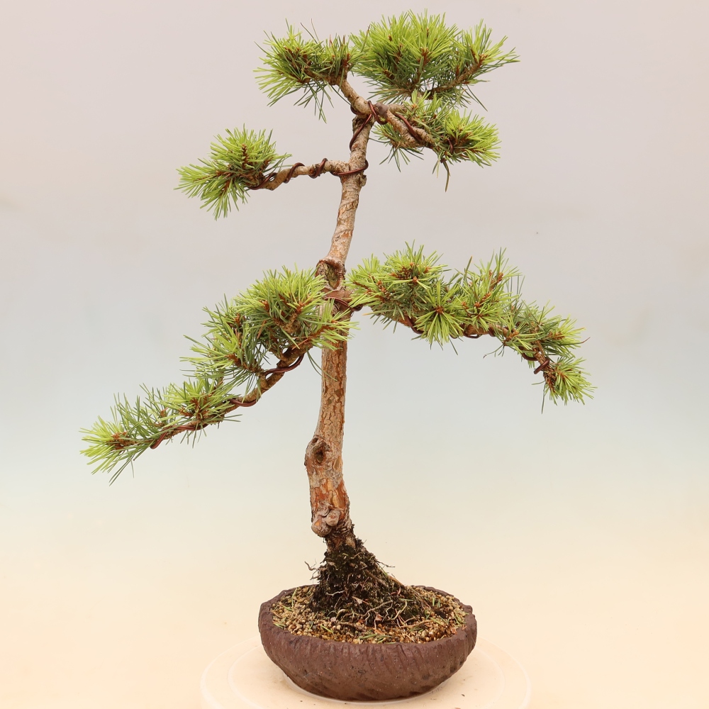 Bonsai für draußen - Pinus Sylvestris Watererri - Waldkiefer