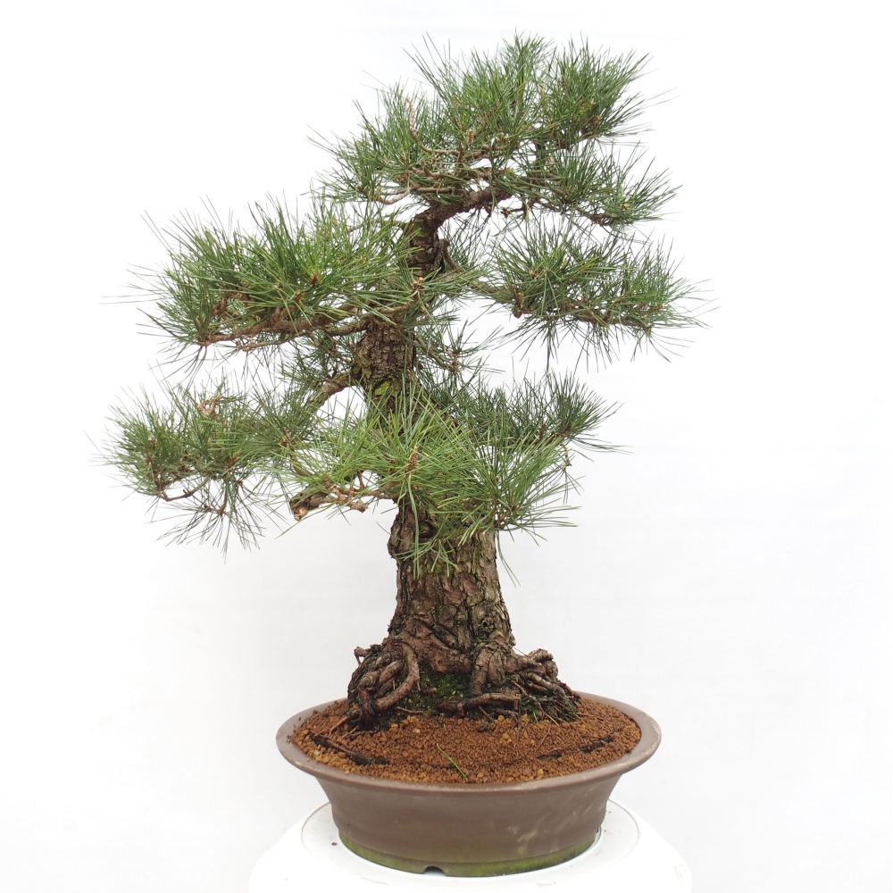 Bonsai für draußen - Pinus thunbergii - Thunberg-Kiefer