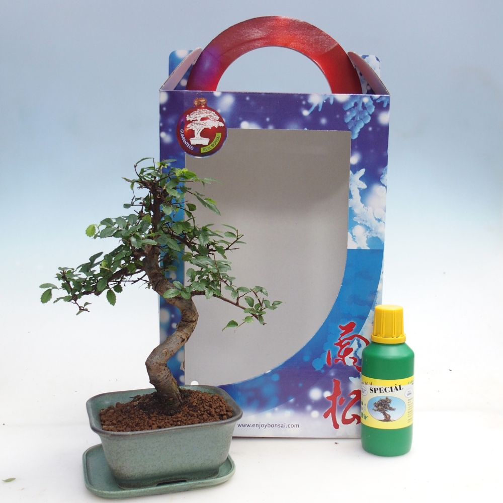 Ulmus parvifolia - Chinesische Ulme