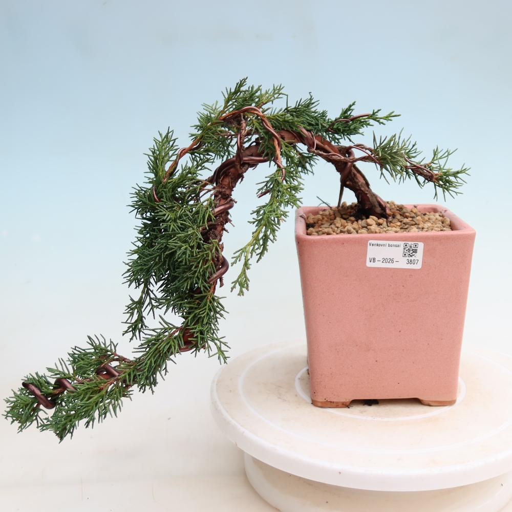 Bonsai für draußen - Juniperus chinensis Kishu