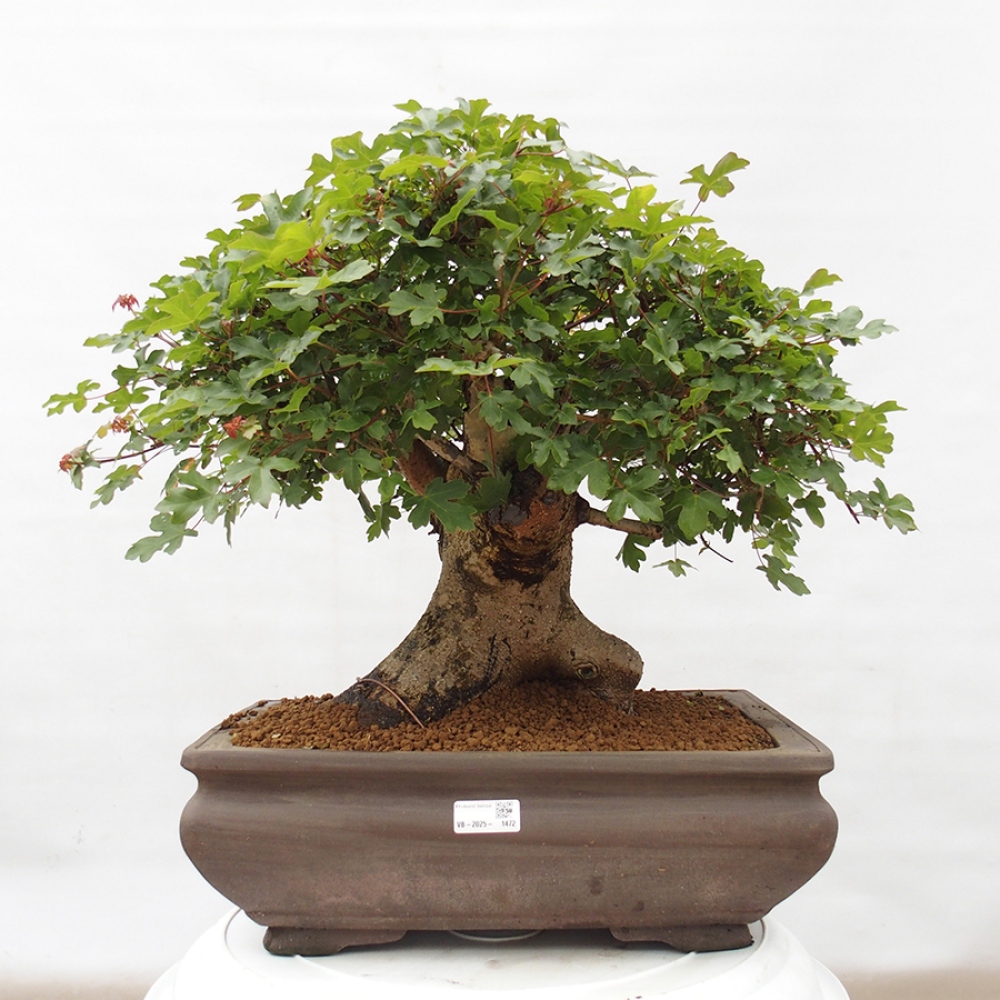 Bonsai für draußen - Französischer Ahorn - Acer Nonspessulanum