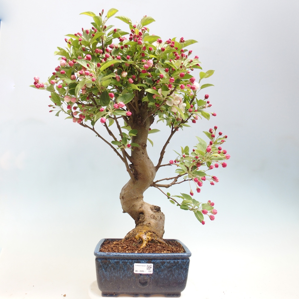 Outdoor-Bonsai -Malus halliana - Kleinfrüchtiger Apfelbaum