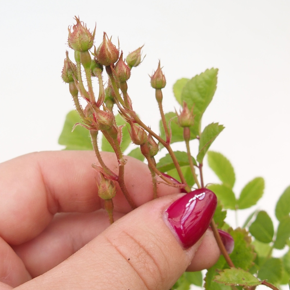 Bonsai für draußen - Rosa sp. - kleinblütige Rose