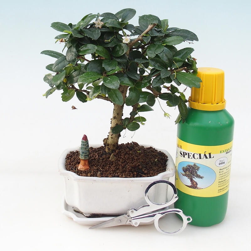 Bonsai Geschenkset - Tee- fuki - Carmona microphylla