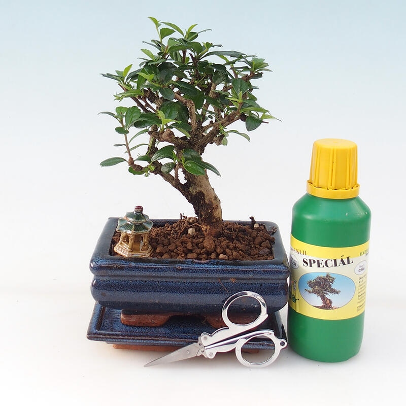 Bonsai Geschenkset - Tee- fuki - Carmona microphylla