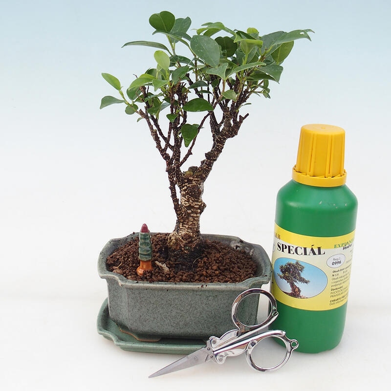 Bonsai-Geschenkset - Ficus retusa