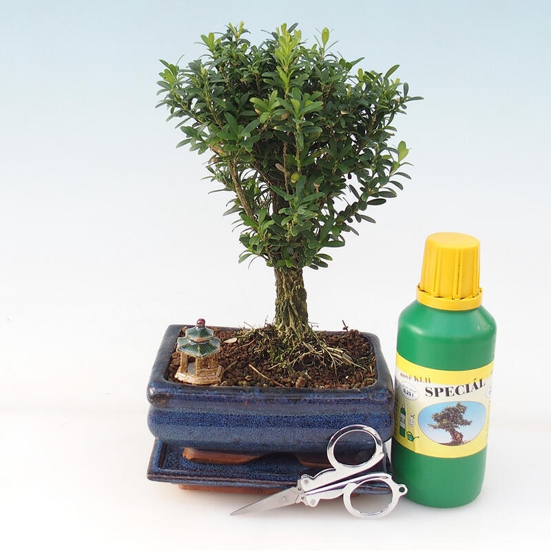 Bonsai-Geschenk-Set - Kork-Buxus - Buxus harlandii