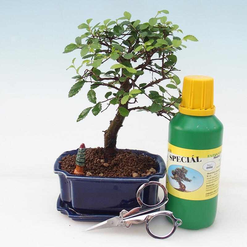 Bonsai-Geschenkset - Zimmer-Ulme - Ulmus parvifolia