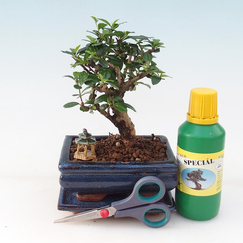 Bonsai-Geschenkset für Jungen - Tee- fuki - Carmona microphylla