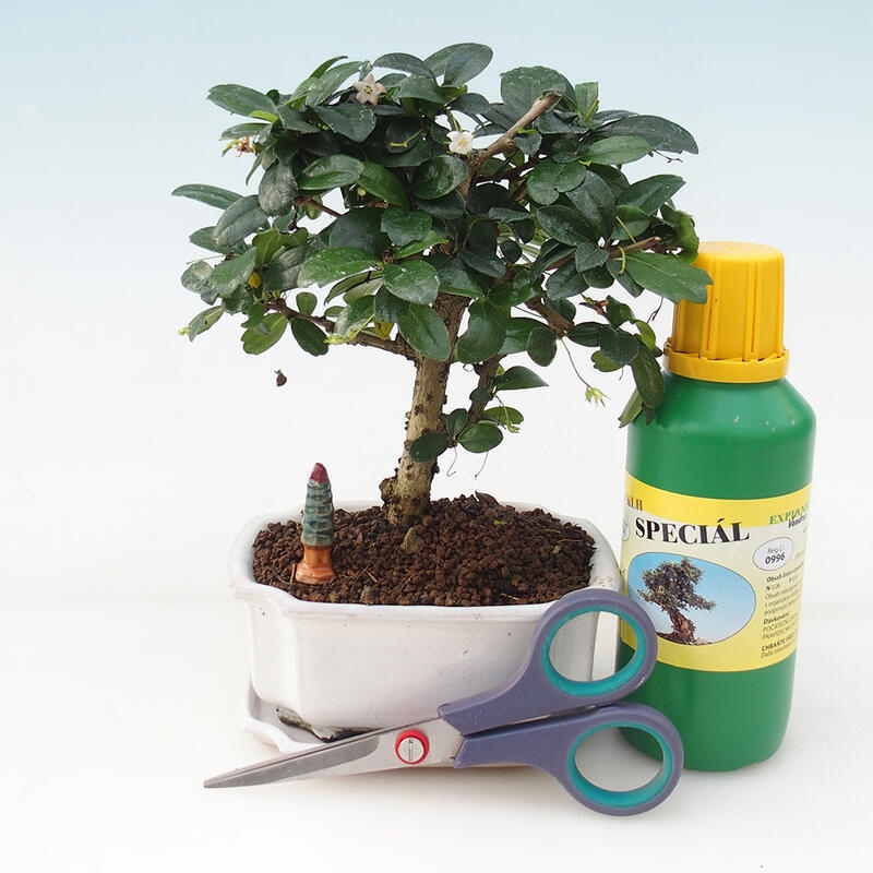 Bonsai-Geschenkset für Jungen - Tee- fuki - Carmona microphylla