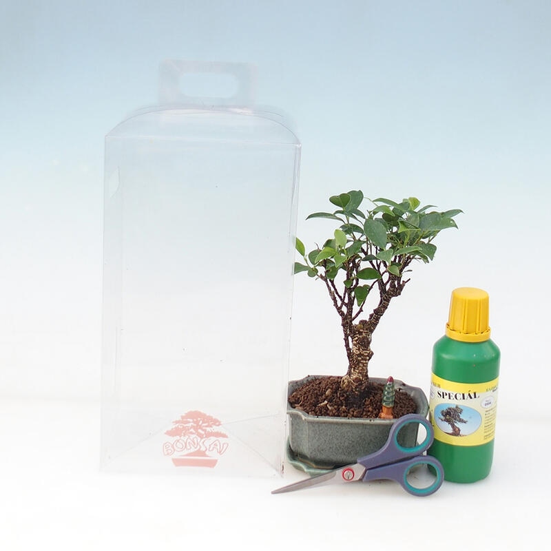 Bonsai-Geschenkset für Jungen - Ficus retusa