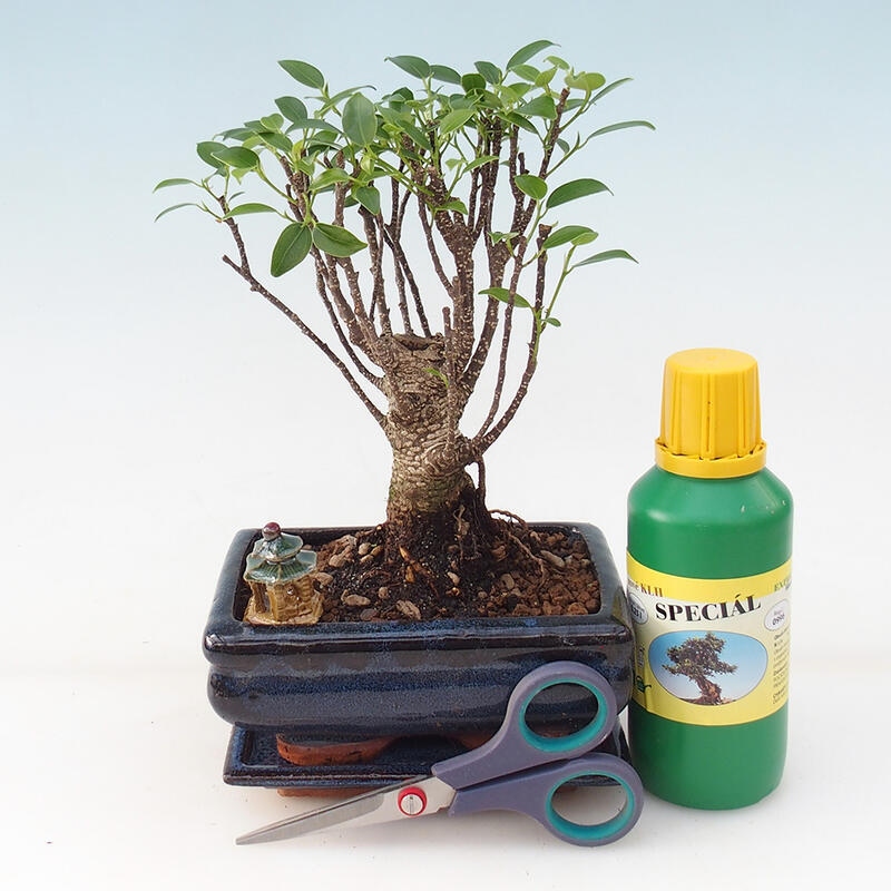 Bonsai-Geschenkset für Jungen - Ficus retusa
