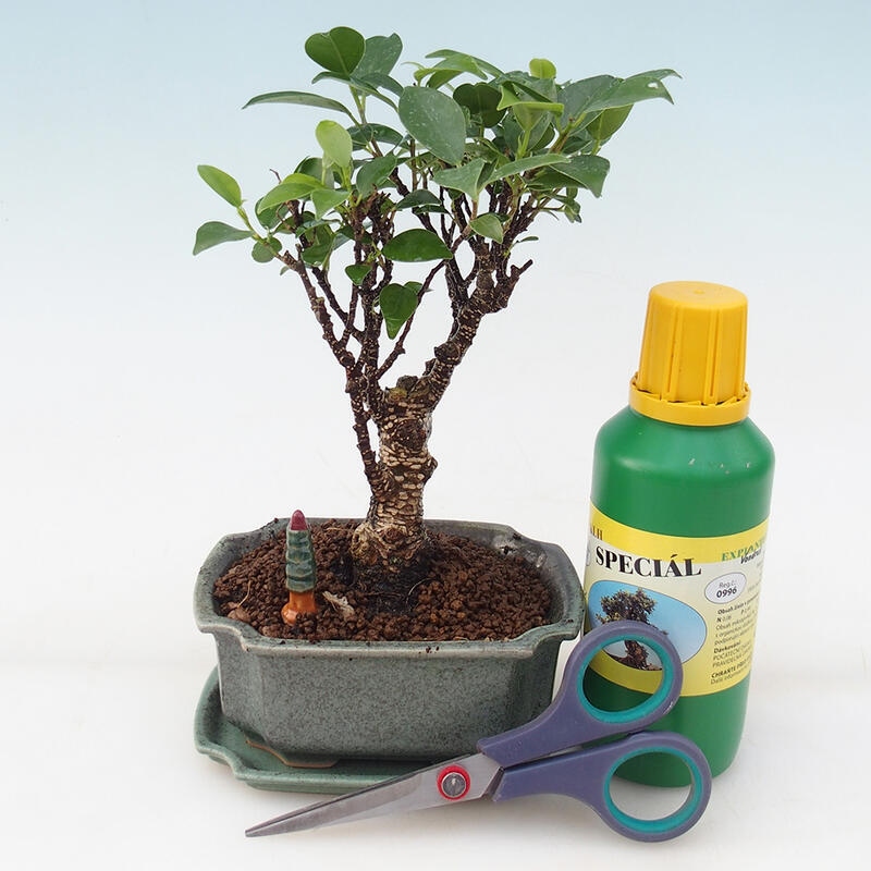 Bonsai-Geschenkset für Jungen - Ficus retusa