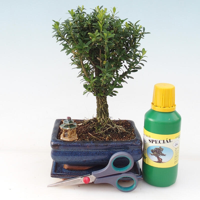 Bonsai-Geschenkset für Jungen - Korkbuxus - Buxus harlandii