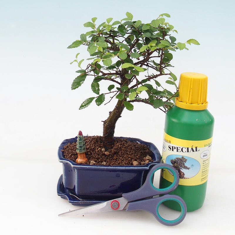 Bonsai-Geschenkset für Jungen - Zimmer Ulme - Ulmus parvifolia