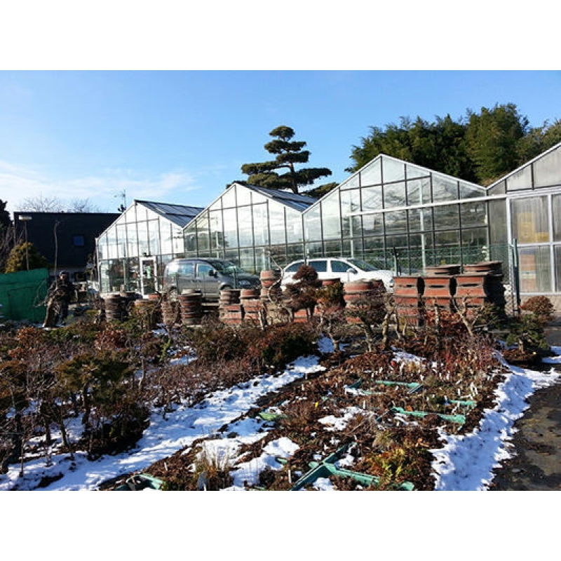 Bonsai-Schale 41 x 28 x 13 cm