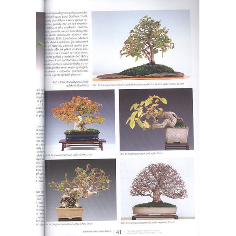 Bonsai und japanische Gärten Nr.63