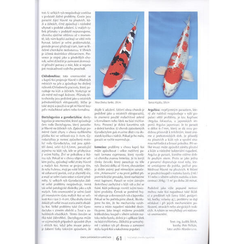 Bonsai und japanische Gärten Nr.63