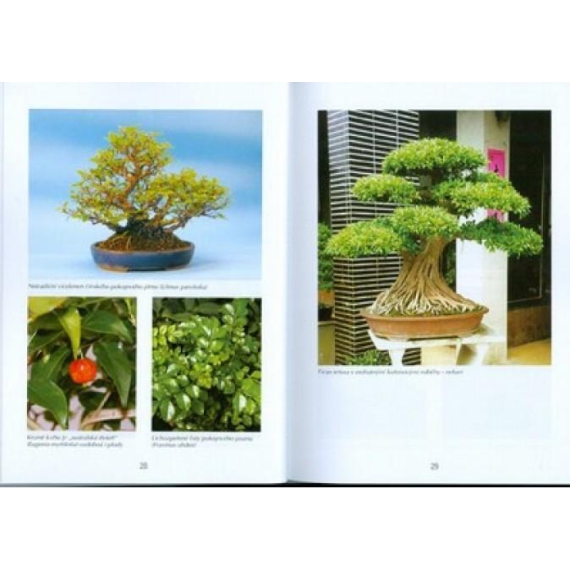 Bonsai und Gärten nicht nur in Japan