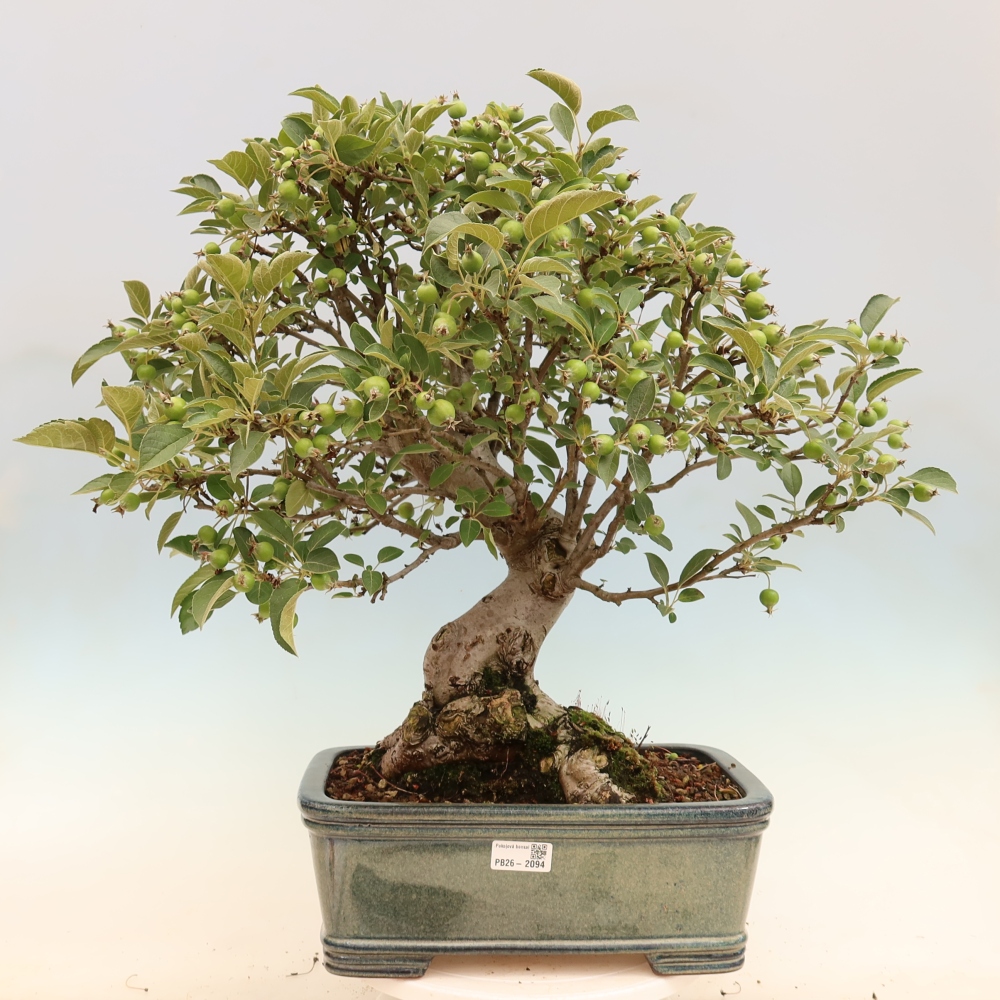 Outdoor-Bonsai -Malus halliana - Kleinfrüchtiger Apfelbaum