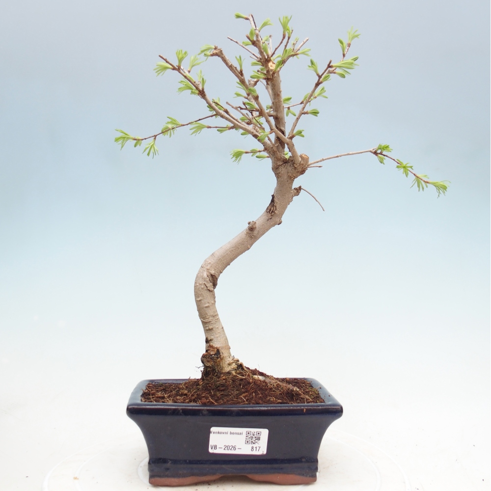 Bonsai für draußen -Pseudolarix amabis-Pseudolarix amabis