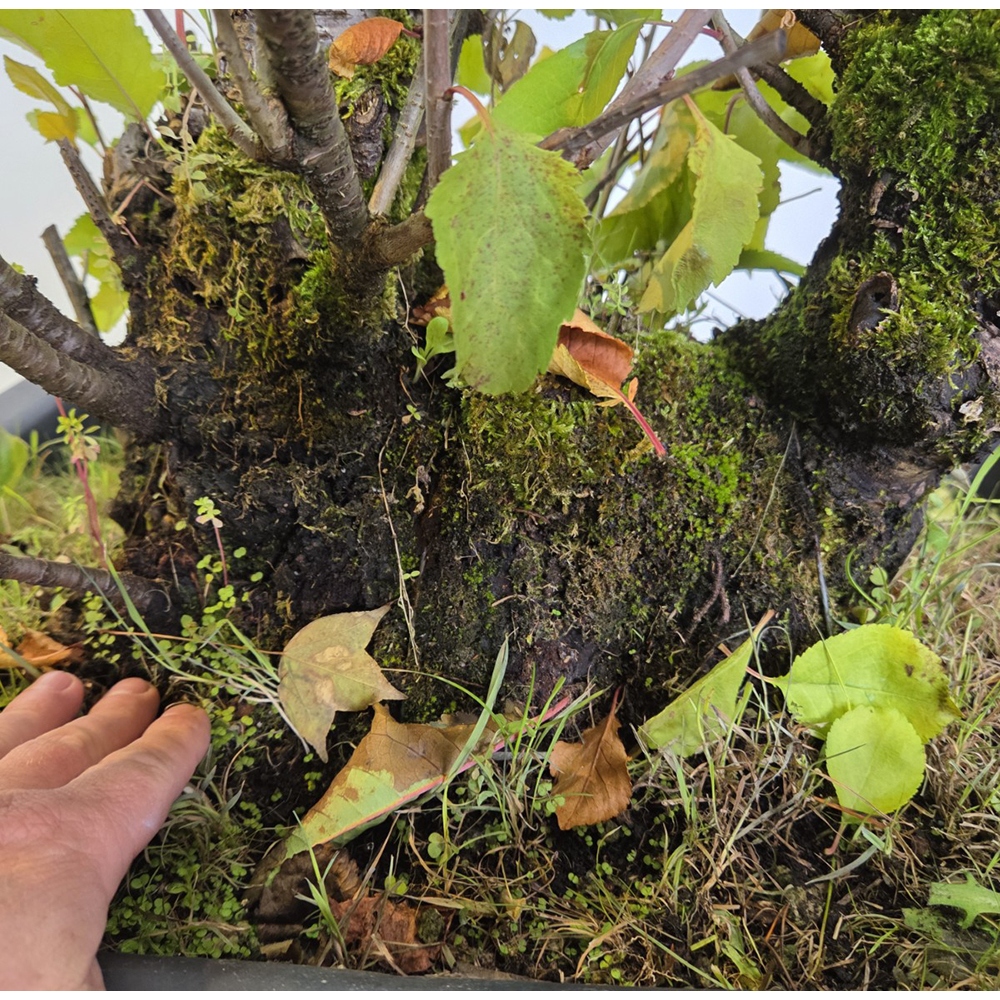 Freiland Bonsai Kirsche - Prunus aviata