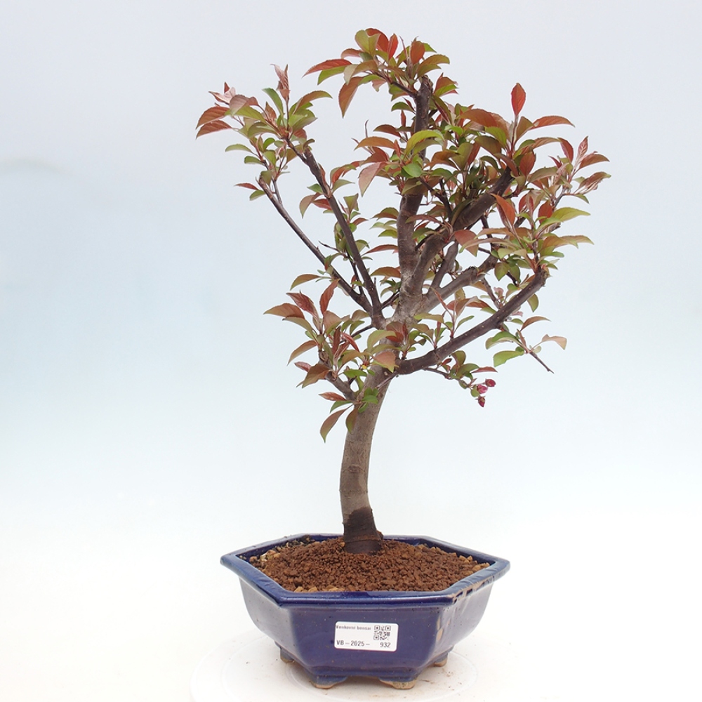 Outdoor-Bonsai -Malus domestica - Kleinfrüchtiger rotblättriger Apfelbaum