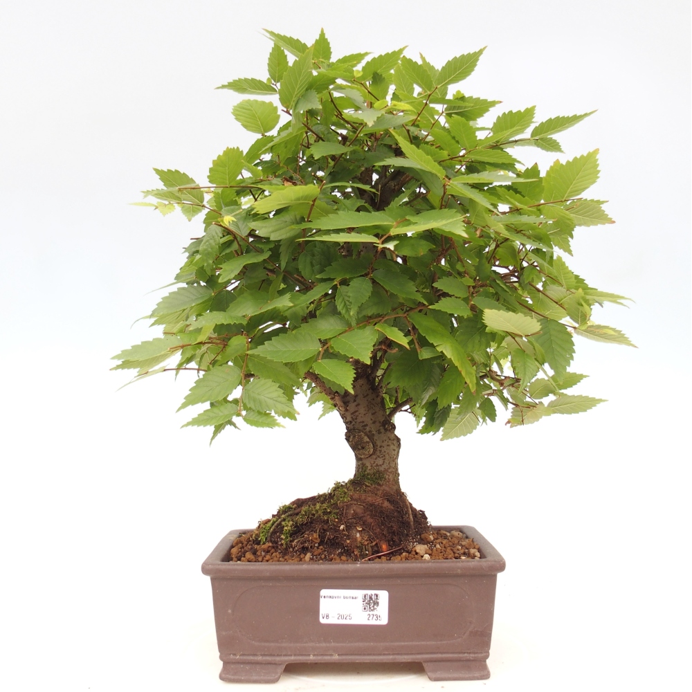 Bonsai für draußen - Zelkova - Zelkova NIRE