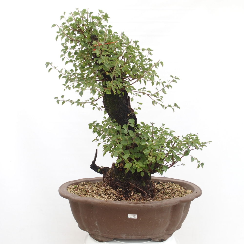 Bonsai für draußen - Mahalebka - Prunus mahaleb