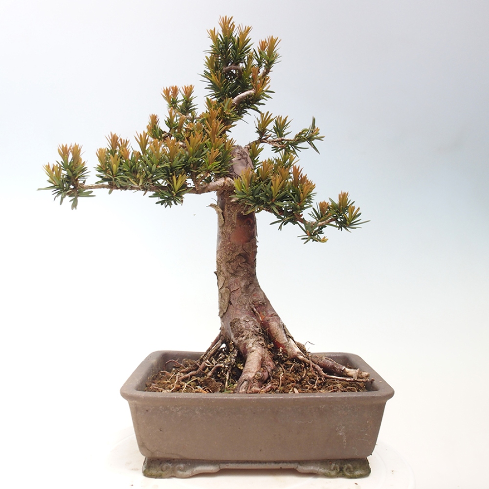 Bonsai für draußen - Taxus cuspidata - Japanische Eibe