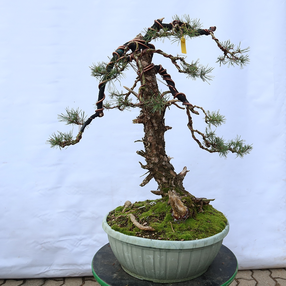 Pinus sylvestris Spanien – Waldkiefer