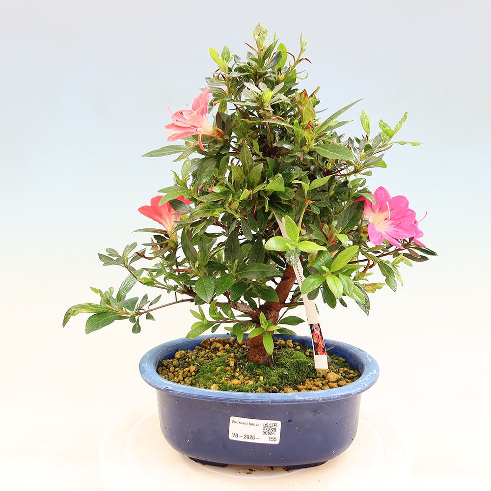 Bonsai für draußen - Japanische Azalee - Azalee Beniko