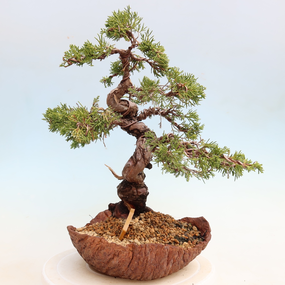 Bonsai für draußen - Juniperus chinensis Itoigawa-Juniperus chinensis