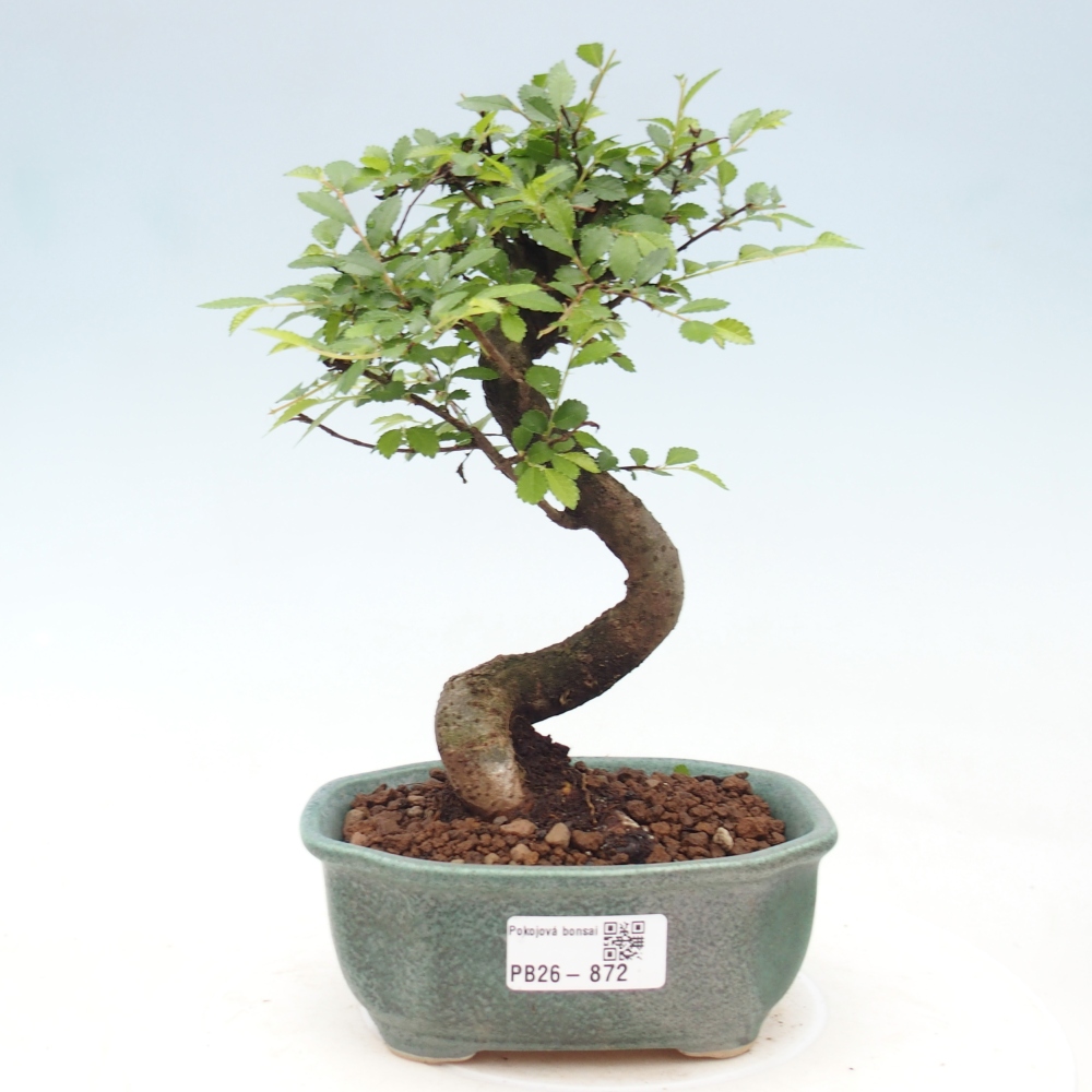 Zimmerbonsai - Ulmus parvifolia - Kleinblättrige Ulme