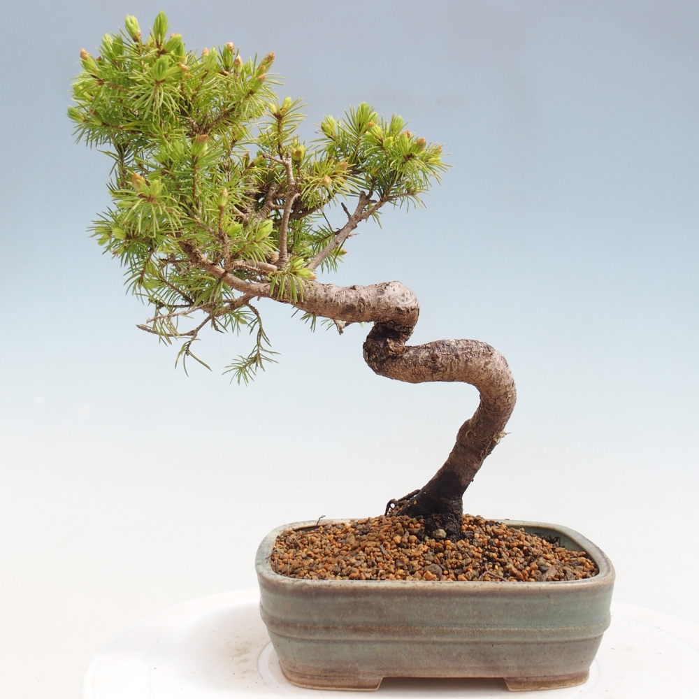 Bonsai für draußen - Fichte - Picea glauca globe