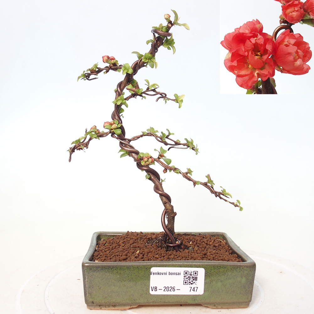 Bonsai für draußen - Chaneomeles s. Red Joy - Quitte