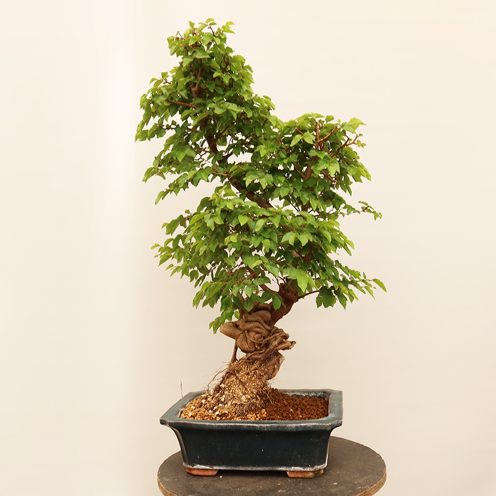 Bonsai für draußen - Karpinus Coreana - Koreanische Hainbuche