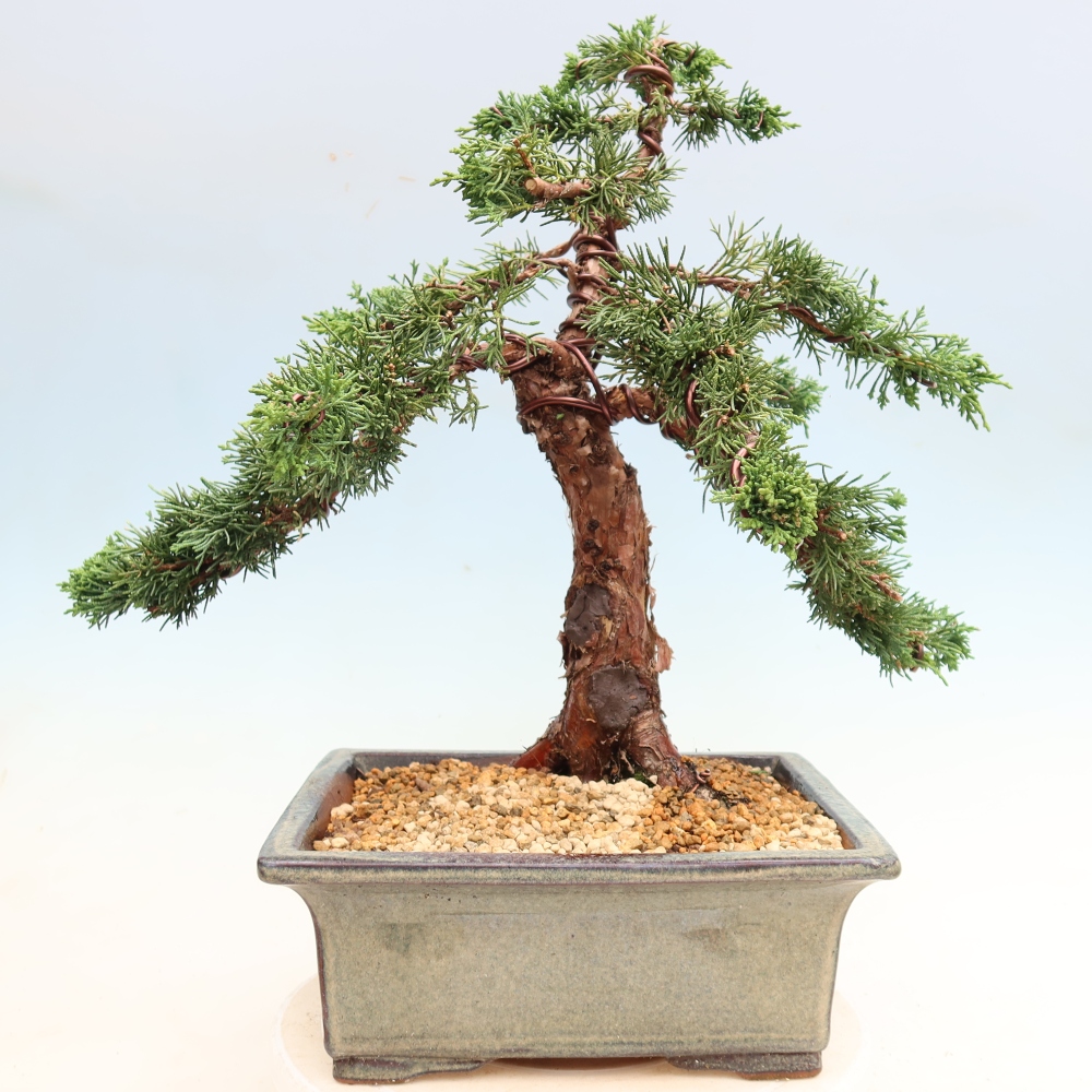 Bonsai für draußen - Juniperus chinensis Kishu