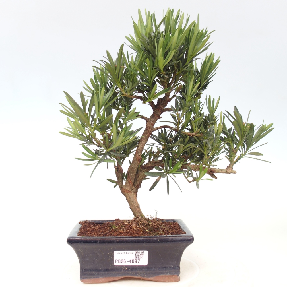 Zimmerbonsai - Podocarpus - Stein-Eibe