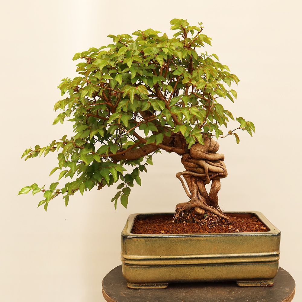 Bonsai für draußen - Karpinus Coreana - Koreanische Hainbuche