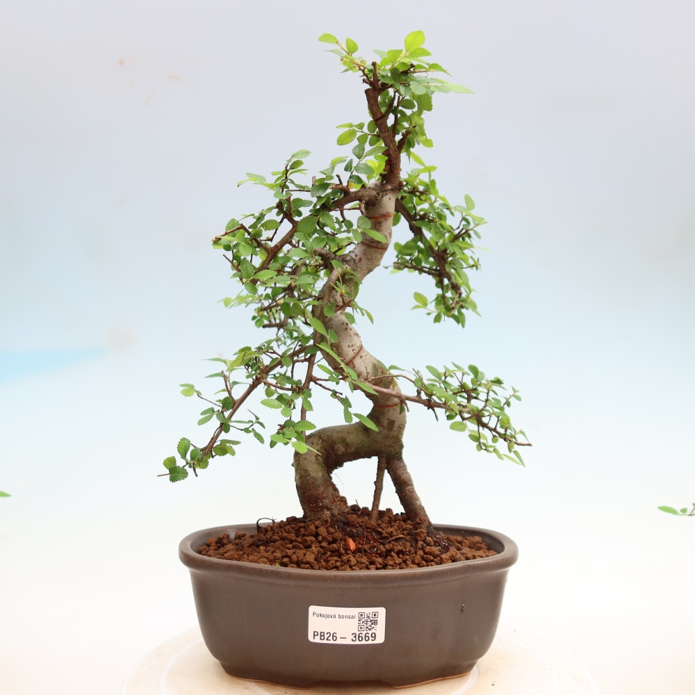 Zimmerbonsai - Ulmus parvifolia - Kleinblättrige Ulme