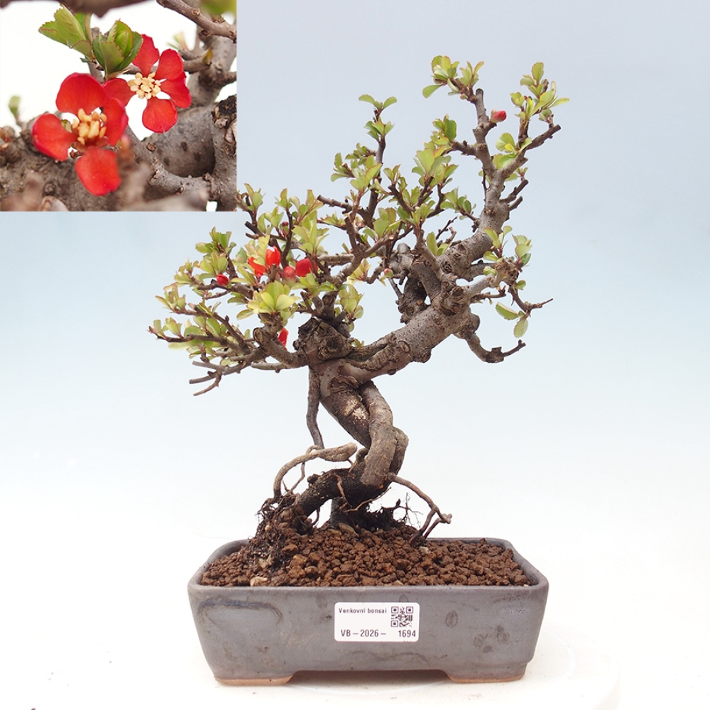 Bonsai für draußen - Chaneomeles speciosa - Quitte