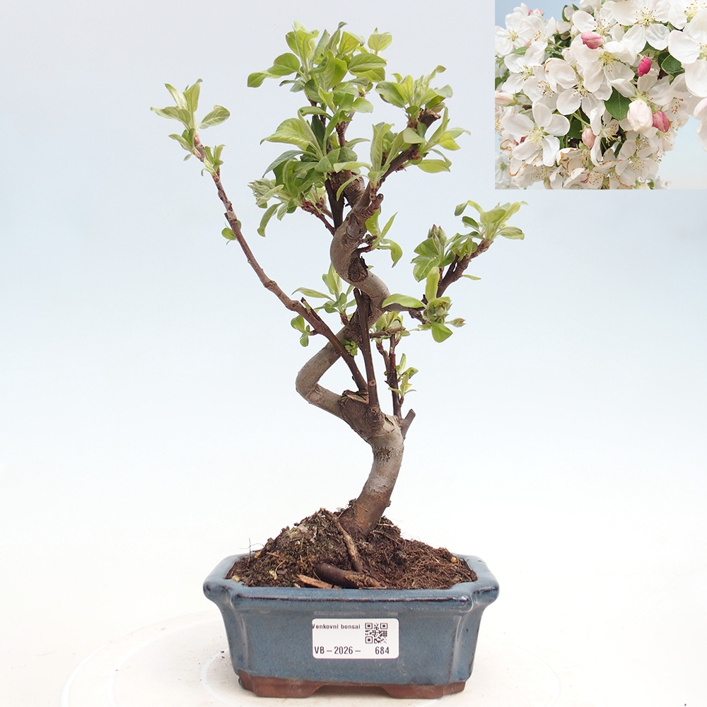 Outdoor-Bonsai -Malus halliana - Kleinfrüchtiger Apfelbaum