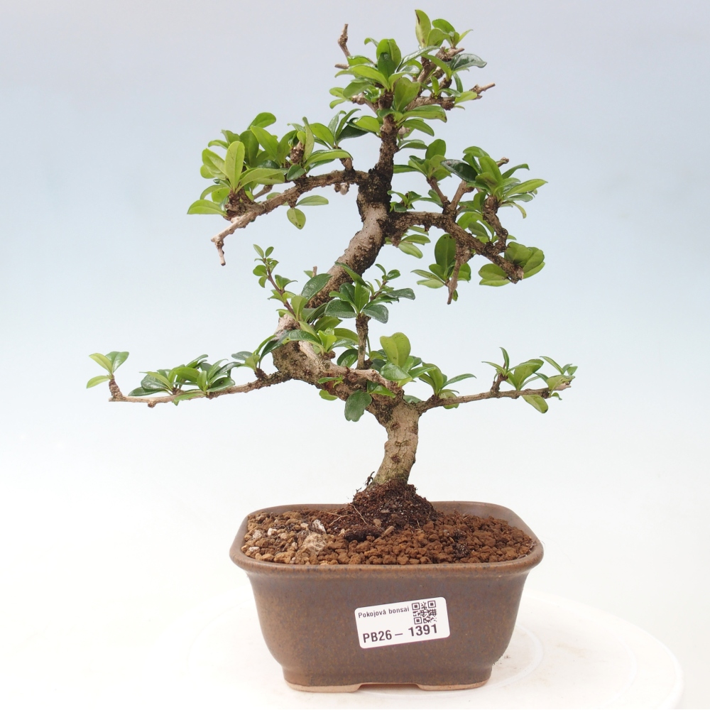 Zimmer-Bonsai - Carmona macrophylla - Tee-Fuki