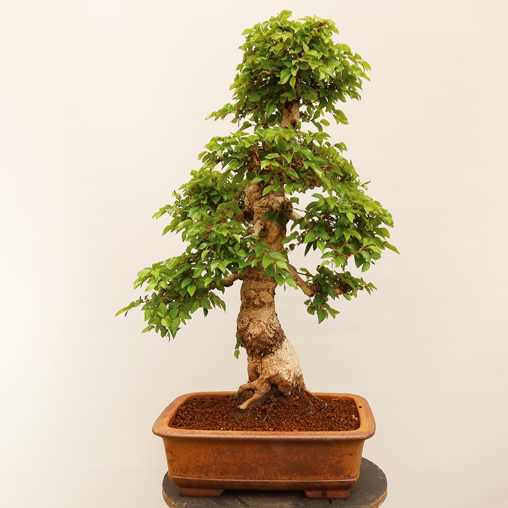 Bonsai für draußen - Karpinus Coreana - Koreanische Hainbuche