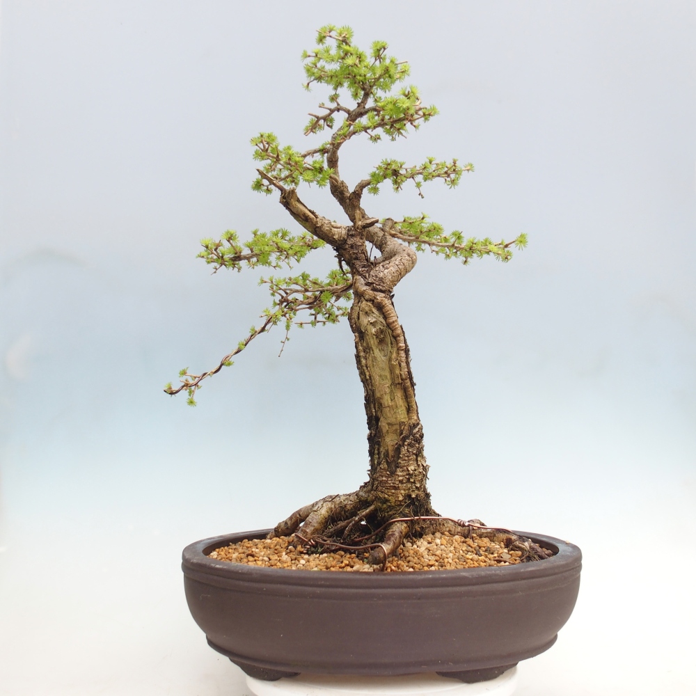 Outdoor-Bonsai -Larix decidua - Lärche - nur Palettentransport
