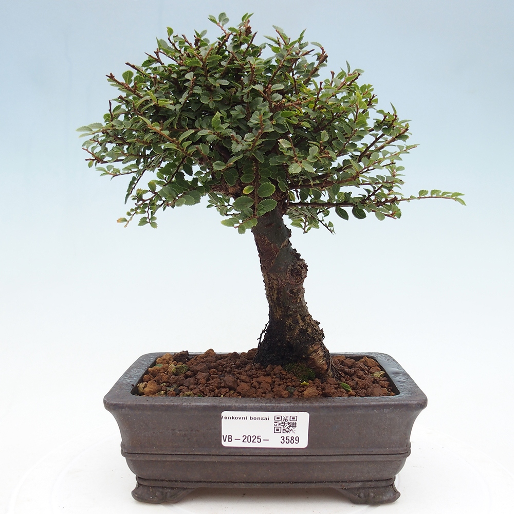 Bonsai für draußen - Ulmus parvifolia Hokkaido - Chinesische Ulme