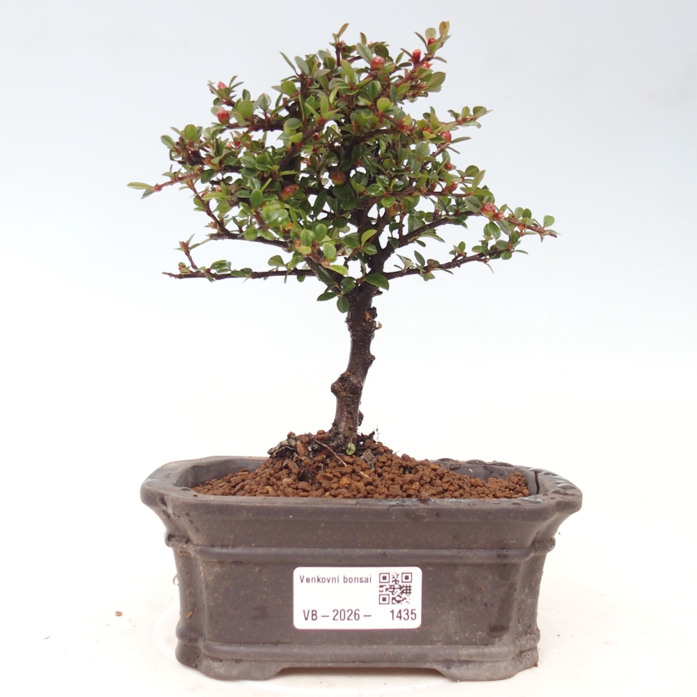 Bonsai für draußen - Cotoneaster horizontalis - Rocky Mountain