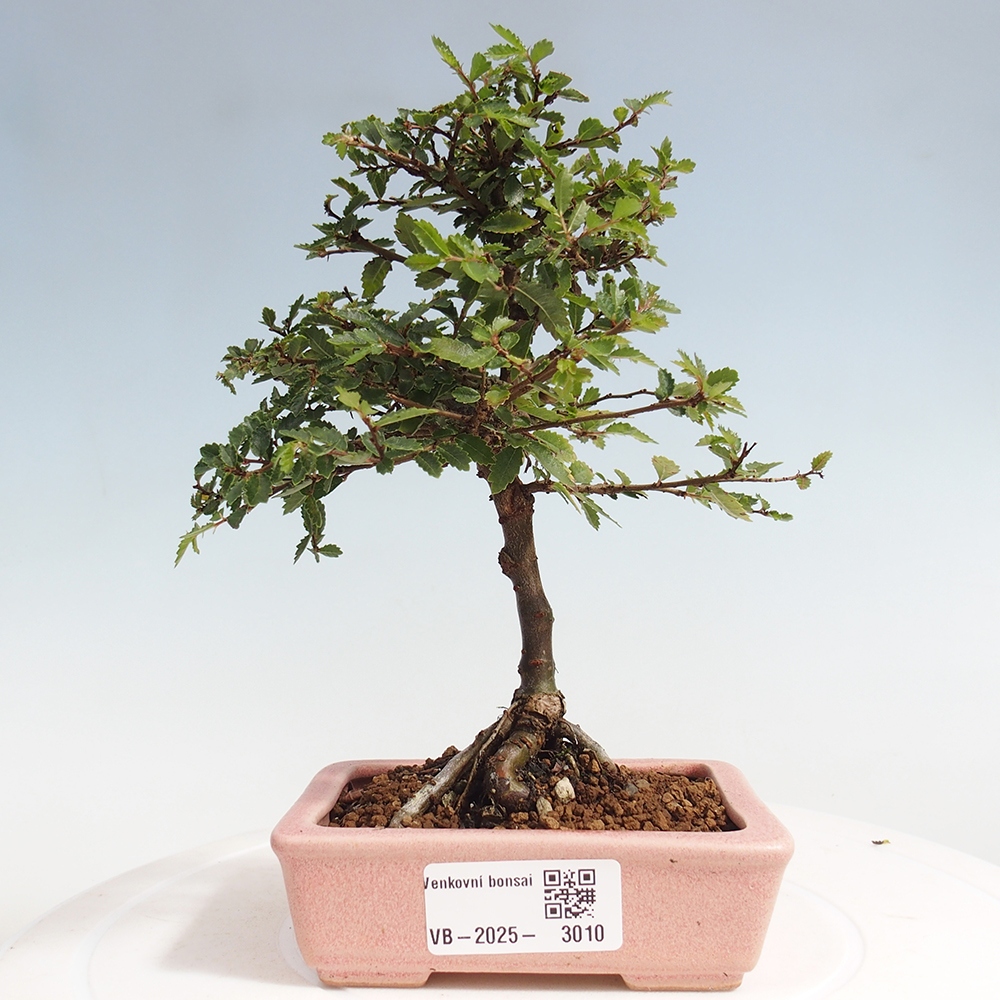 Bonsai für draußen - Ulmus parvifolia Sagei - Kleinblättrige Ulme