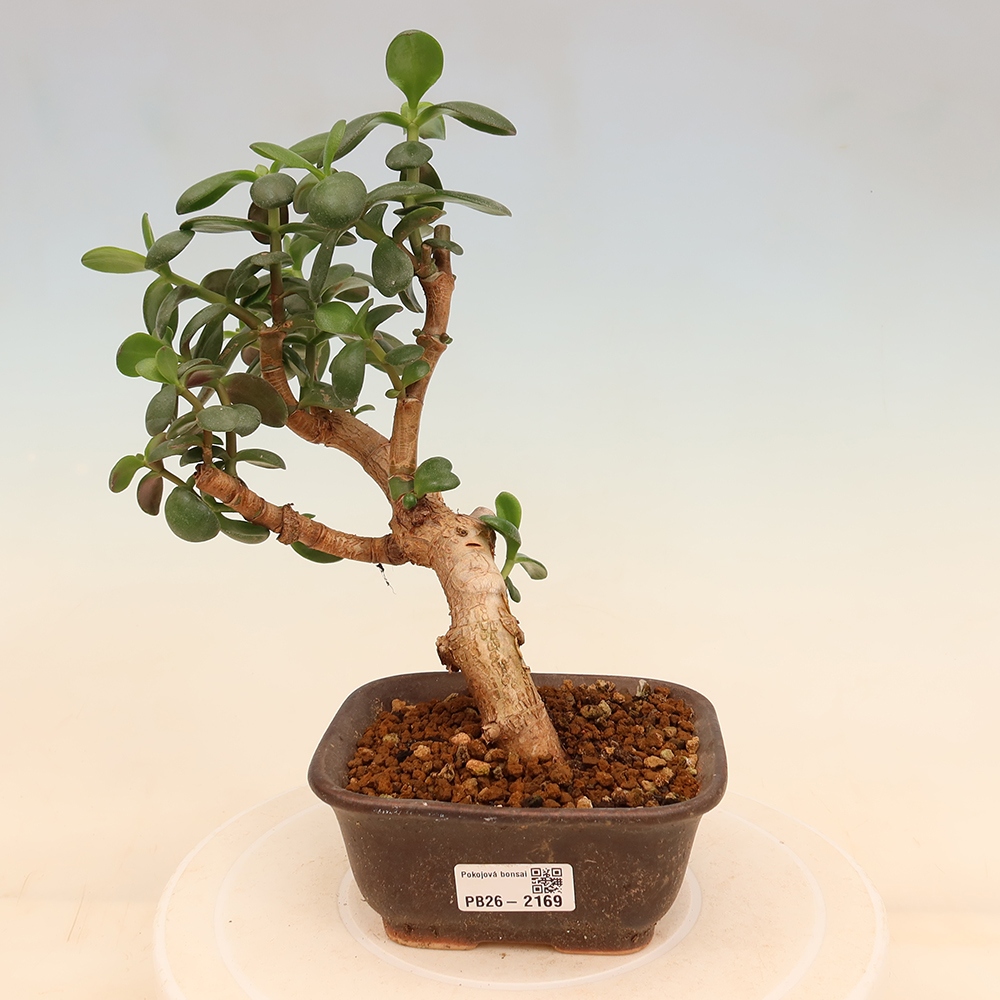 Zimmer Bonsai - Portulakaria Afra - Tlustice